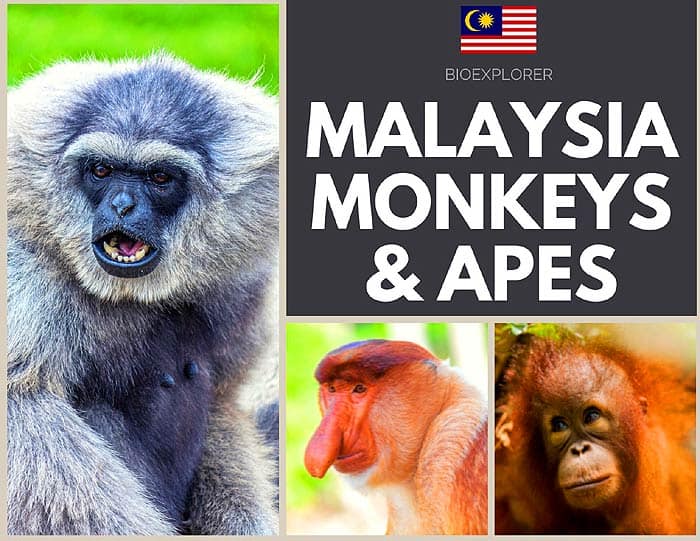 Malaysia monkeys