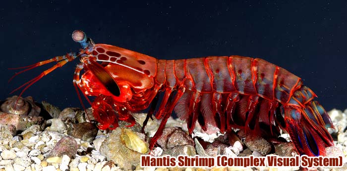 Mantis Shrimp (Complex Visual System)