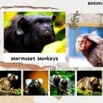 marmoset monkeys