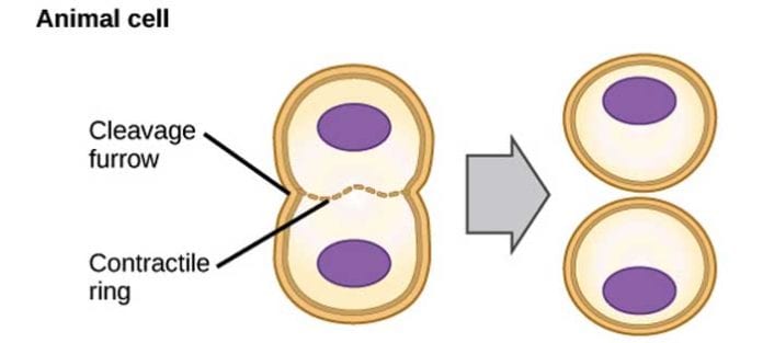 Easy Explanation Of The 5 Stages Of Mitosis Fairman Aladvid