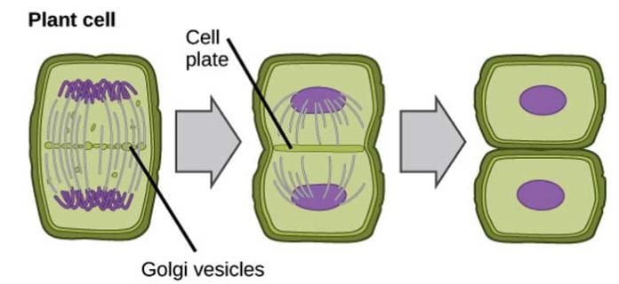 Easy Explanation of the 5 Stages of Mitosis - Fairman Aladvid