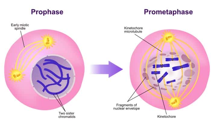 mitosis prophase prometaphase