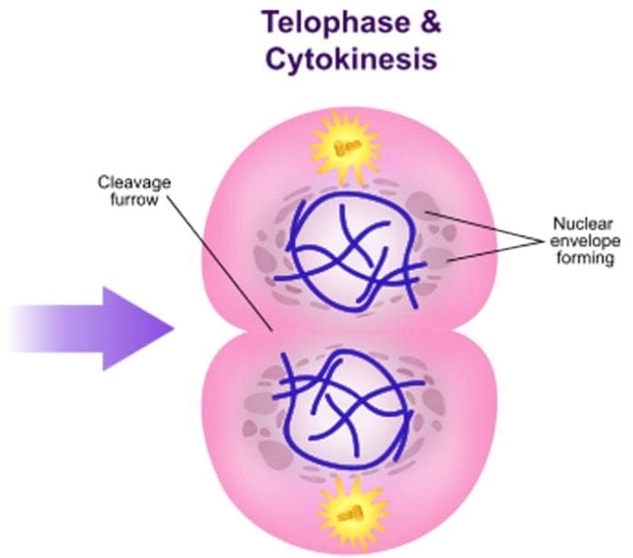 Easy Explanation Of The 5 Stages Of Mitosis Fairman Aladvid