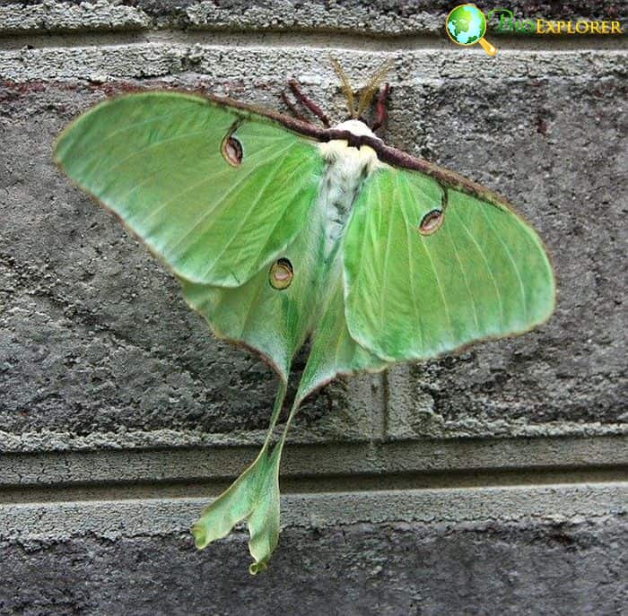 Moths Role In Animal Kingdom