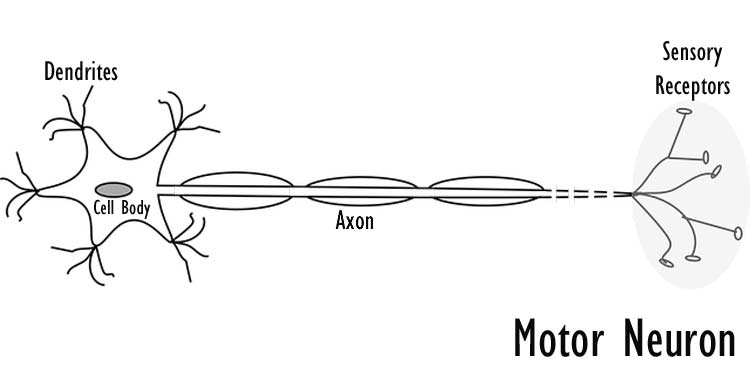 motor neurons diagram