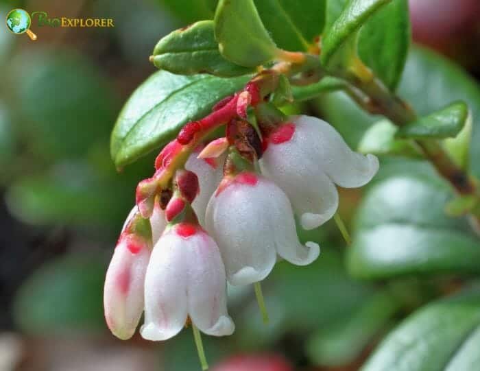 Mountain Cranberry Flowers