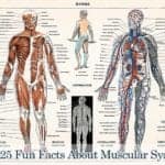 Muscular System Facts