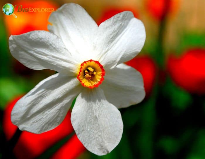 Narcissus Poeticus