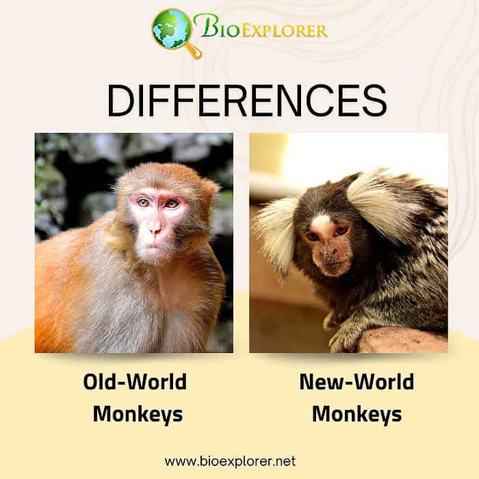 Old World Monkeys Vs. New World Monkeys
