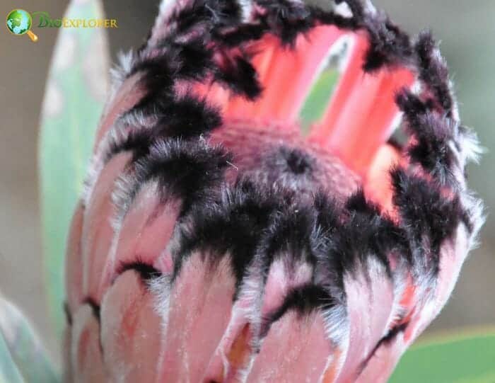 Oleanderleaf Protea