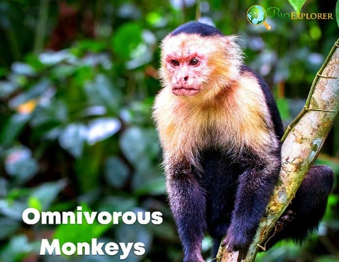 Omnivorous Monkeys Types of Omnivore Monkeys BioExplorer