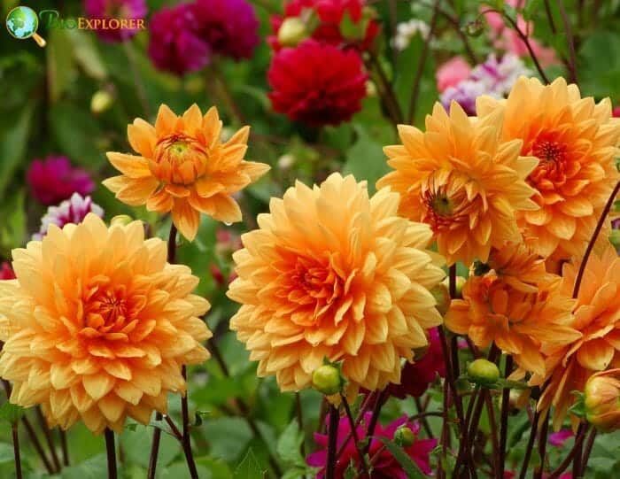 Orange Dahlia Flowers