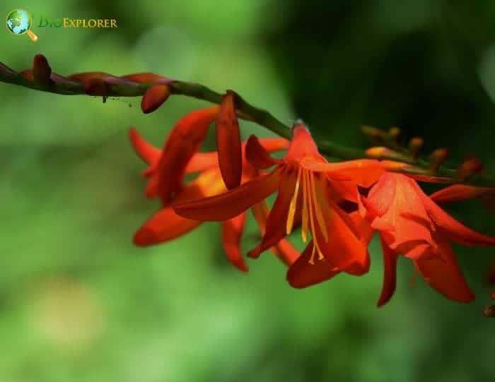 Orange Montbretia Flowers