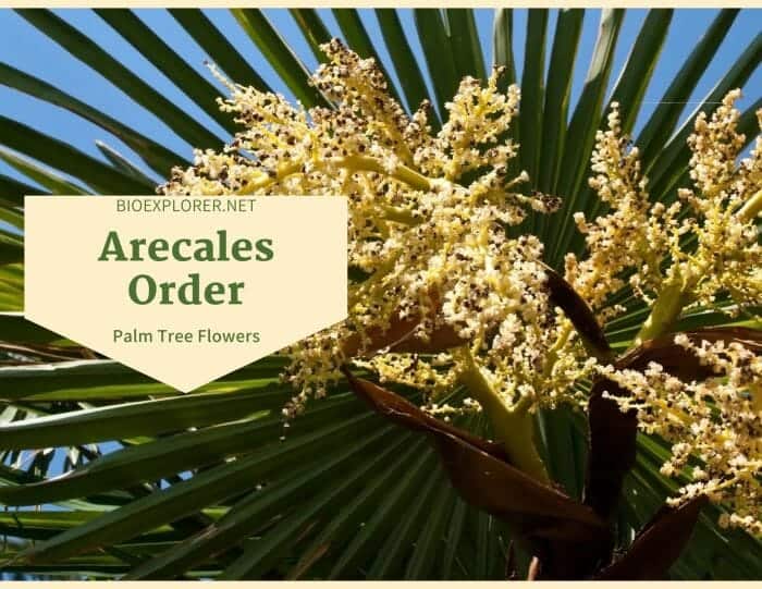Order Arecales