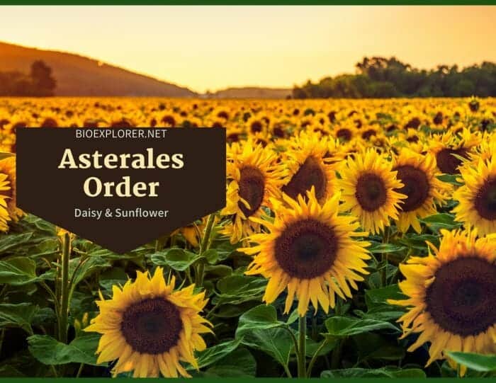 Order Asterales