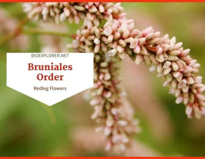 Order Bruniales