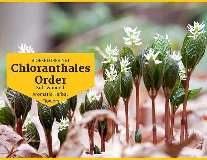 Order Chloranthales