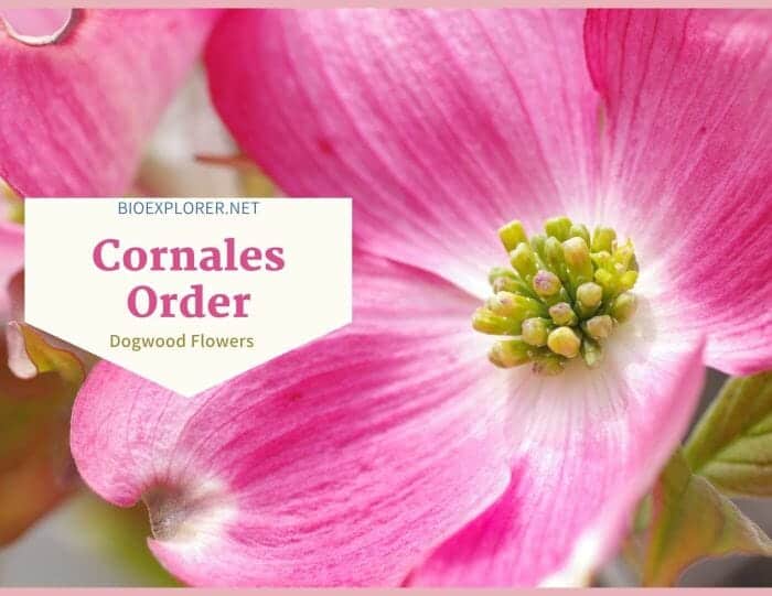 Order Cornales