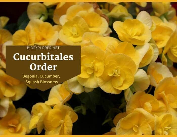 Order Cucurbitales