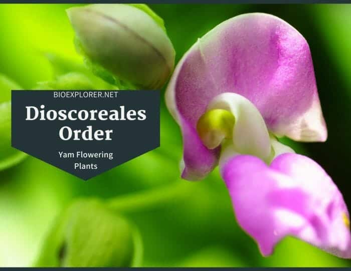 Order Dioscoreales