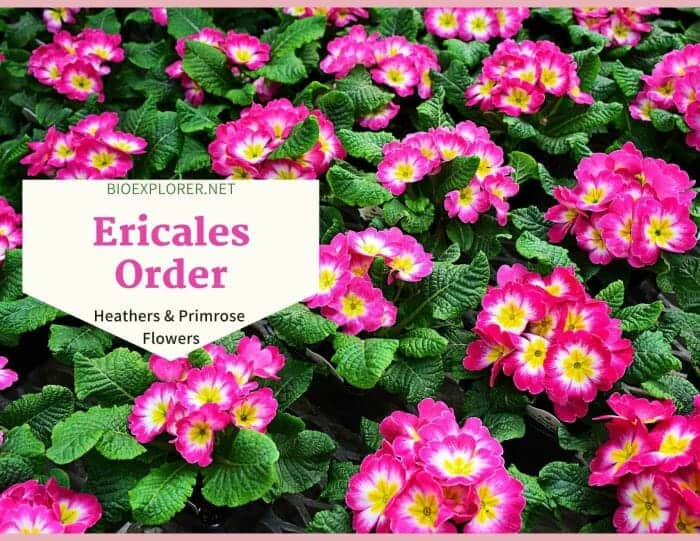 Order Ericales