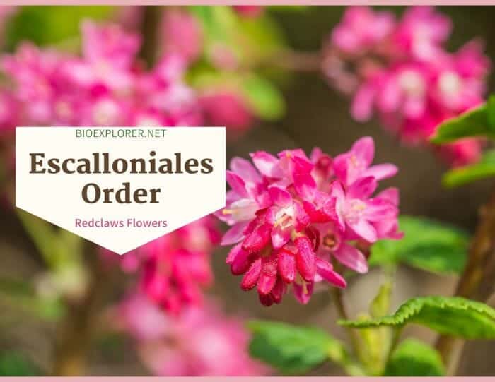 Order Escalloniales