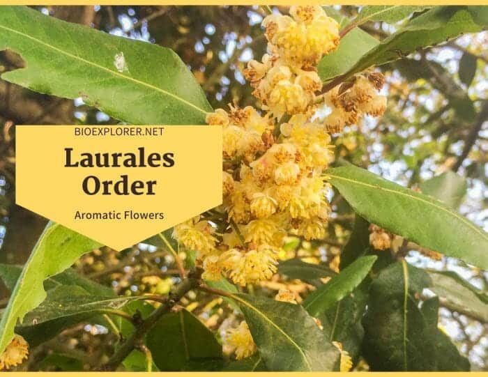 Order Laurales