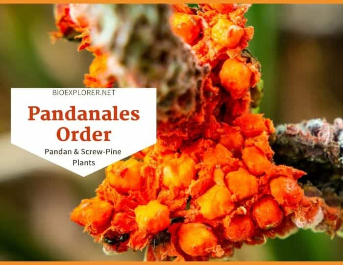 Order Pandanales