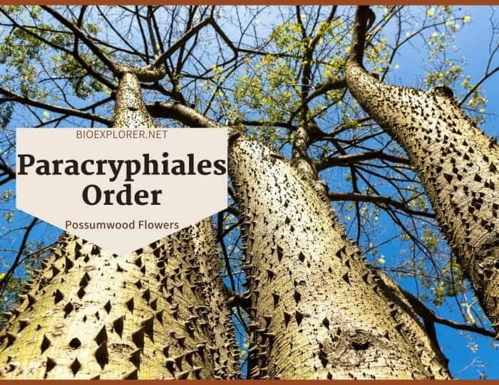 Order Paracryphiales