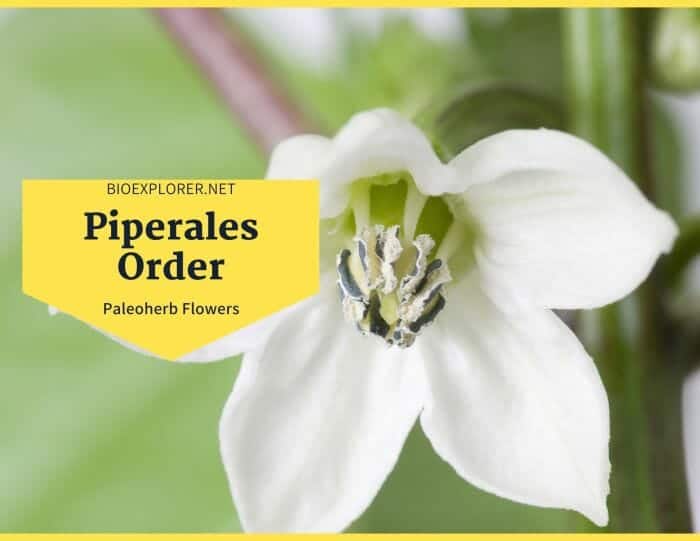 Order Piperales