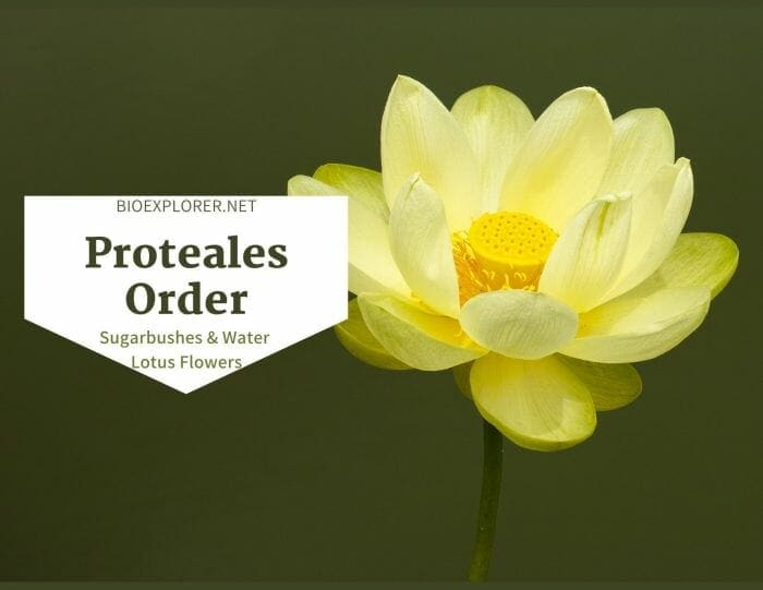 Order Proteales
