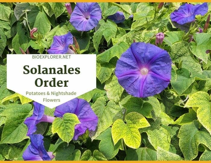 Order Solanales