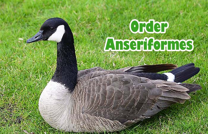 Order Anseriformes (Waterfowl Birds)