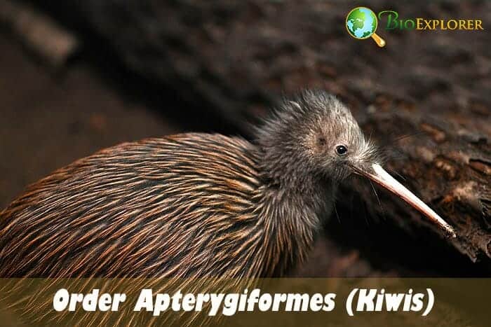 Order Apterygiformes (Kiwis)