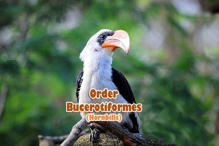 Order Bucerotiformes