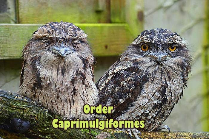 order Caprimulgiformes