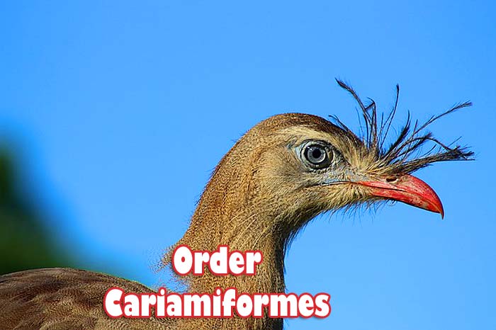order cariamiformes