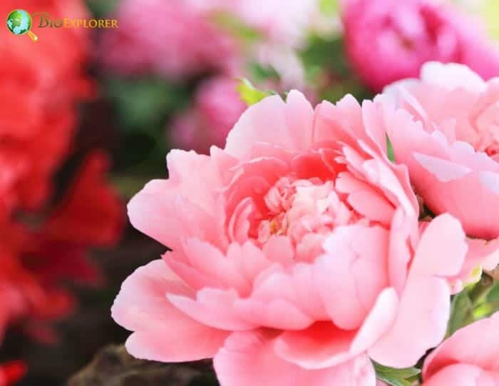 Pale Pink Peony Flowers