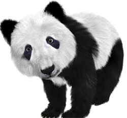 31 Fun Facts About Pandas (#20th Fact Is Very Intriguing)