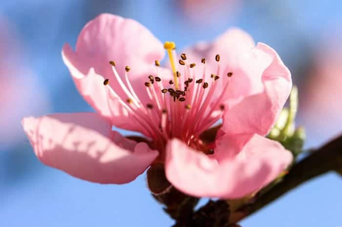 prunus persica flower