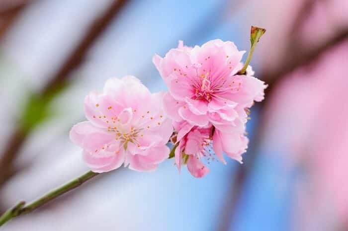 Peach Blossom Flowers