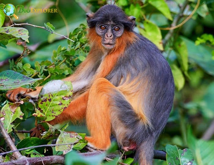 Western Red Colobus Characteristics | Piliocolobus Badius Diet & Facts