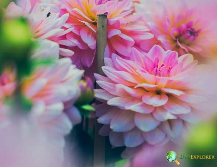 Pink Dahlia Flowers