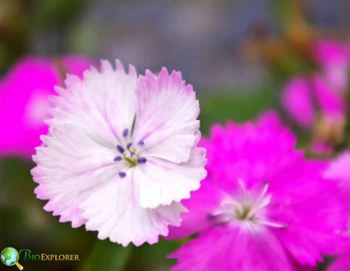 Pink Dianthus Flowers