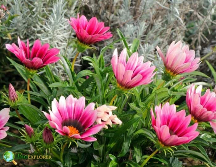 Pink Gazania Flowers