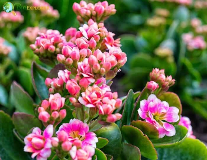 Pink Kalanchoe Flowers