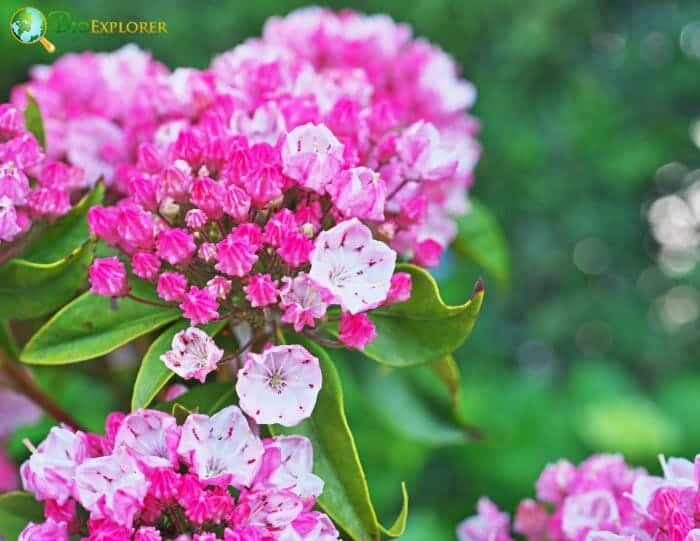 Pink Kalmia Flowers