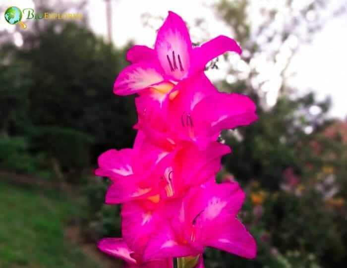 Pink Miniature Gladiolus Flowers