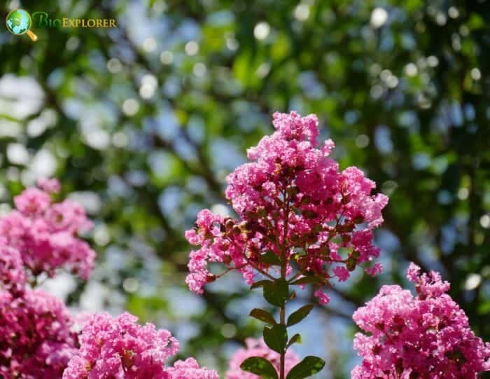 Pink Myrsine Flowers