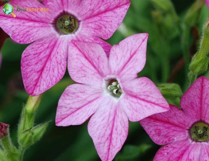 Pink Nicotiana Flowers